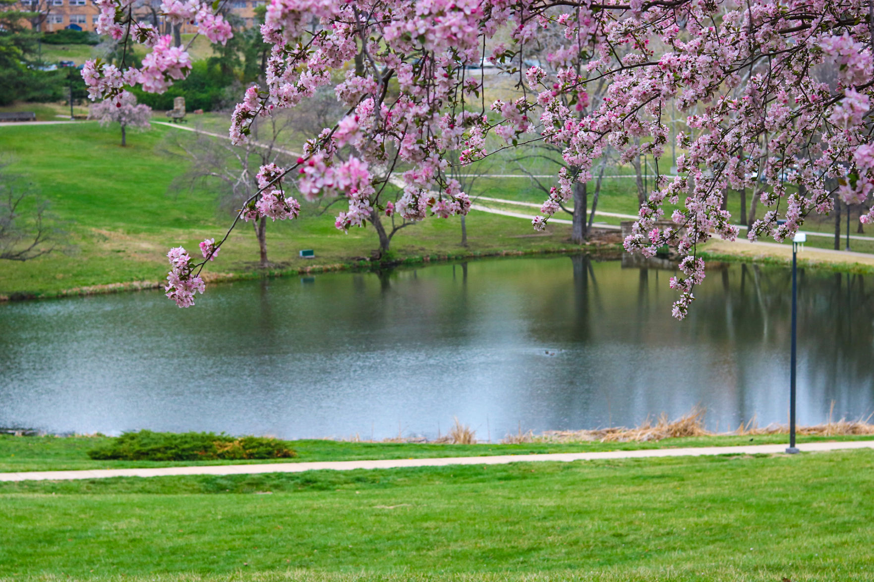Walk Down Jayhawk - Potter Lake